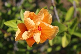 Flower Plant Nature