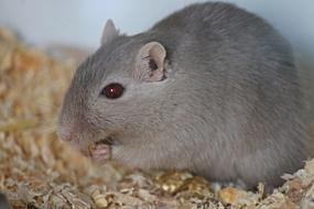 Cute hamster eats a seed