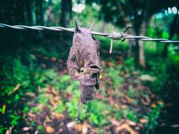 a dry leaf on an iron fence