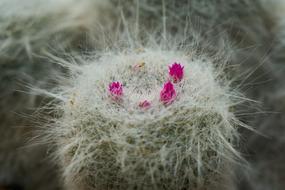 Cactus Flower Plant