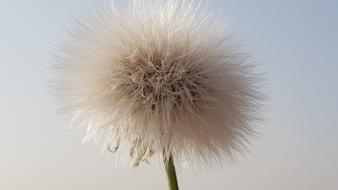 Fluffy Taraxacum Nature