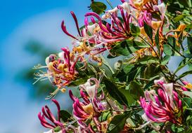 Honeysuckle Flower Spring