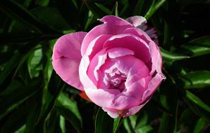 Peony Pink Closeup