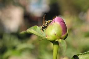 Flower Bud