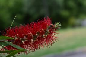 red prickly flower