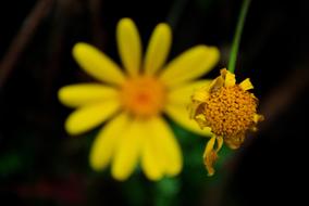 Daisy Flower Yellow