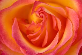 Rose Bloom Close Up Nature