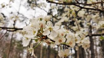 Cherry Tree Branch