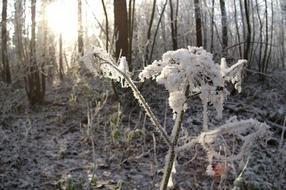 Winter Tree Nature