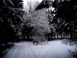 Winter Forest Snow