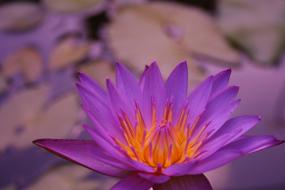 Flower Plant Nature