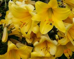Flower Lily Nature