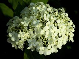Plant Nature Flower