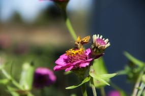 Flowers Butterfly Macro