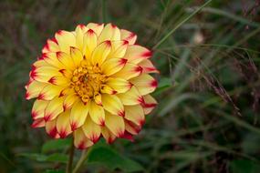 Dahlia Yellow Close Up Flower