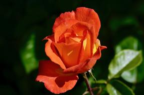 Rose Blossom Bloom Close