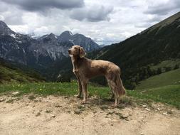 Mountains Austria Weimaraner