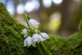 Flower Snowdrop Nature