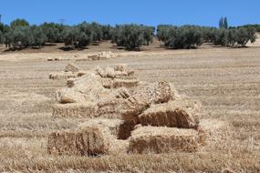 Nature Dry Landscape