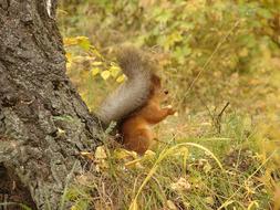 Nature Living Mammals