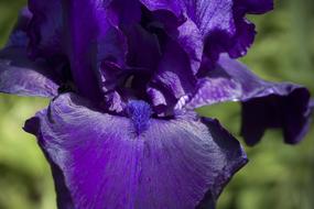 Iris Violet Flower