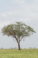 Nature Tree Landscape