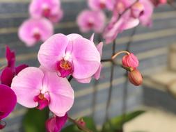 Flower Plant Nature