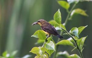 Sunbird Olive-Back Female