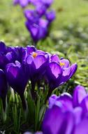 Nature Flower Plant