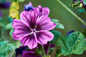 Flower Nature Plant