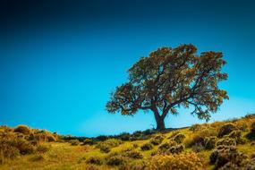 Tree Sunbeams Nature