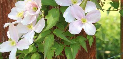 Clematis Flower Climber