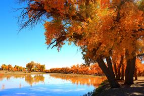 Autumn Tree Nature