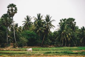 cow against a backdrop of tropical palm trees