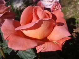 Flower Nature Plant