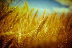 Wheat Grain Bread