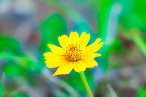 Flowers Yellow macro blur nature