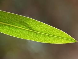 Leaf Plant Texture