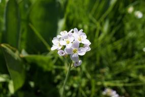 white flower bud spring
