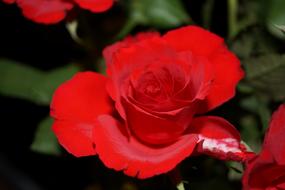 Flower Rose Close Up