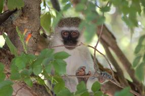 fluffy monkey on a tree