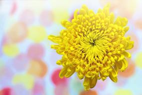 Yellow Chrysanthemum Spring