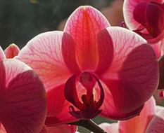 Orchid Blossom Bloom
