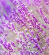 Lavender Summer France