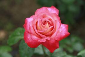 Flowers Rose Nature