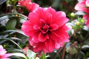 Flower Nature Plant
