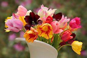 Nature Plant Tulips