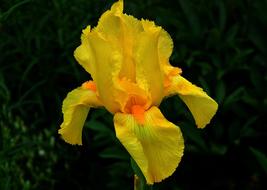 Flower Iris Yellow