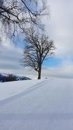 snowy weather with a tree