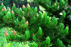 Tree Evergreen Nature